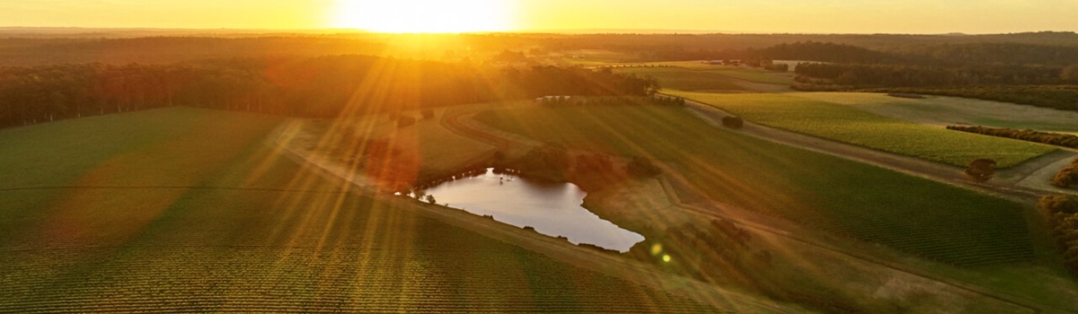 The Channybearup vineyard